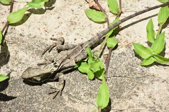 Image of Keeled Helmeted Basilisk