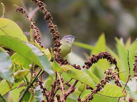 Image of Sooty-headed Tyrannulet