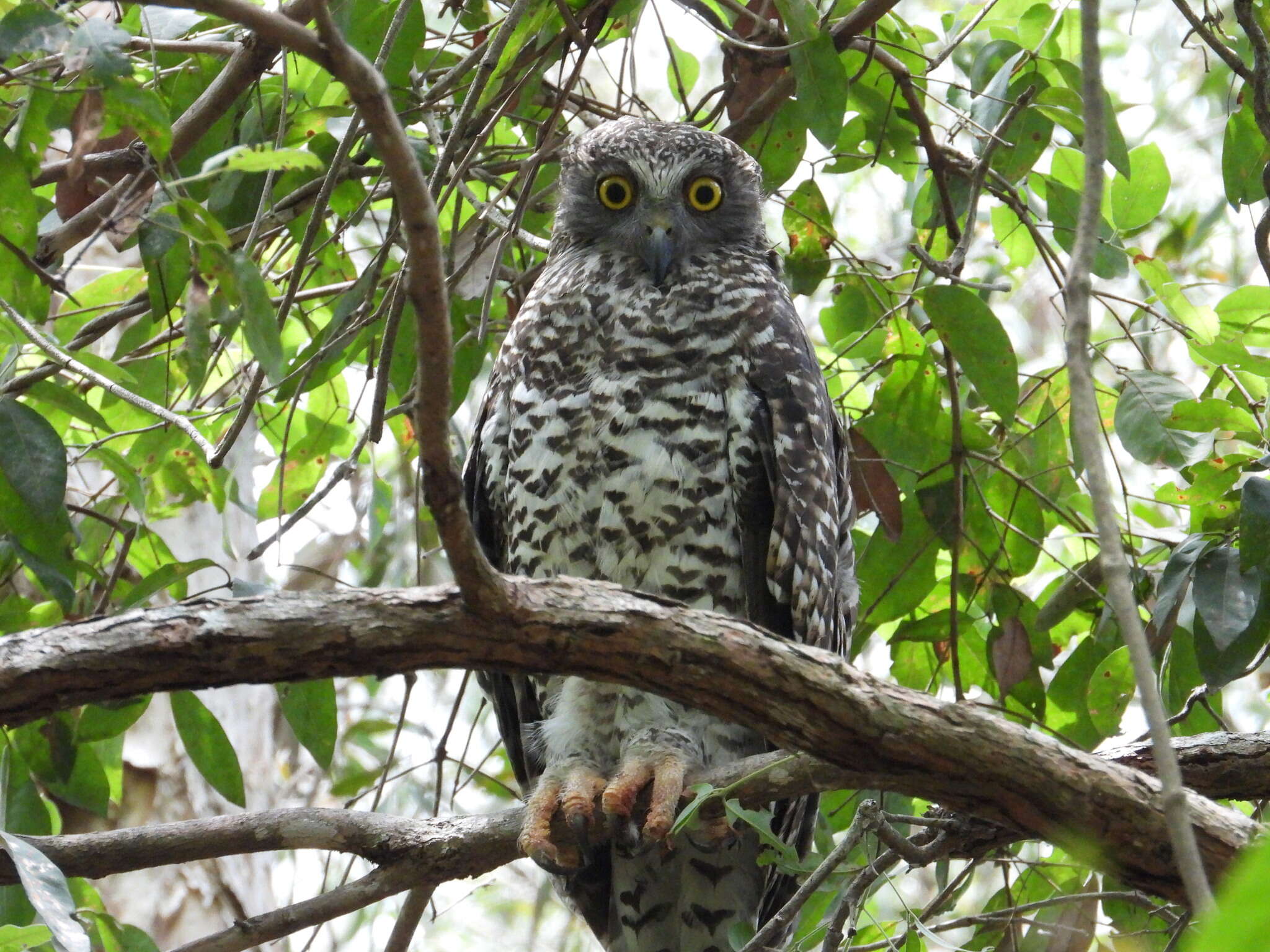 صورة Ninox strenua (Gould 1838)