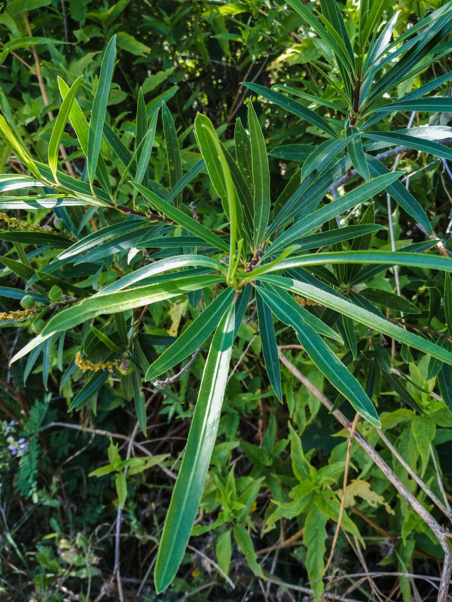 Image of Sapium haematospermum Müll. Arg.