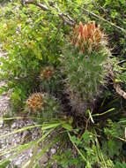 Image of Coryphantha octacantha (DC.) Britton & Rose