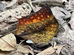 Image of <i>Charaxes <i>acuminatus</i></i> acuminatus