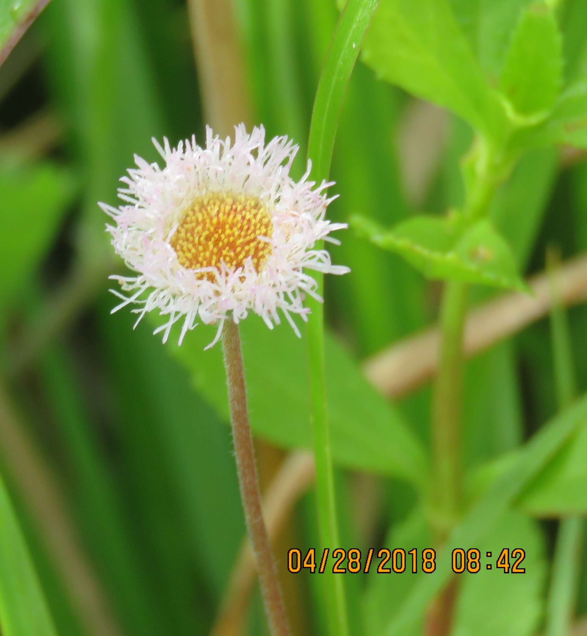 Image of Corpus Christi fleabane