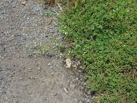 Image of Gray's feverfew