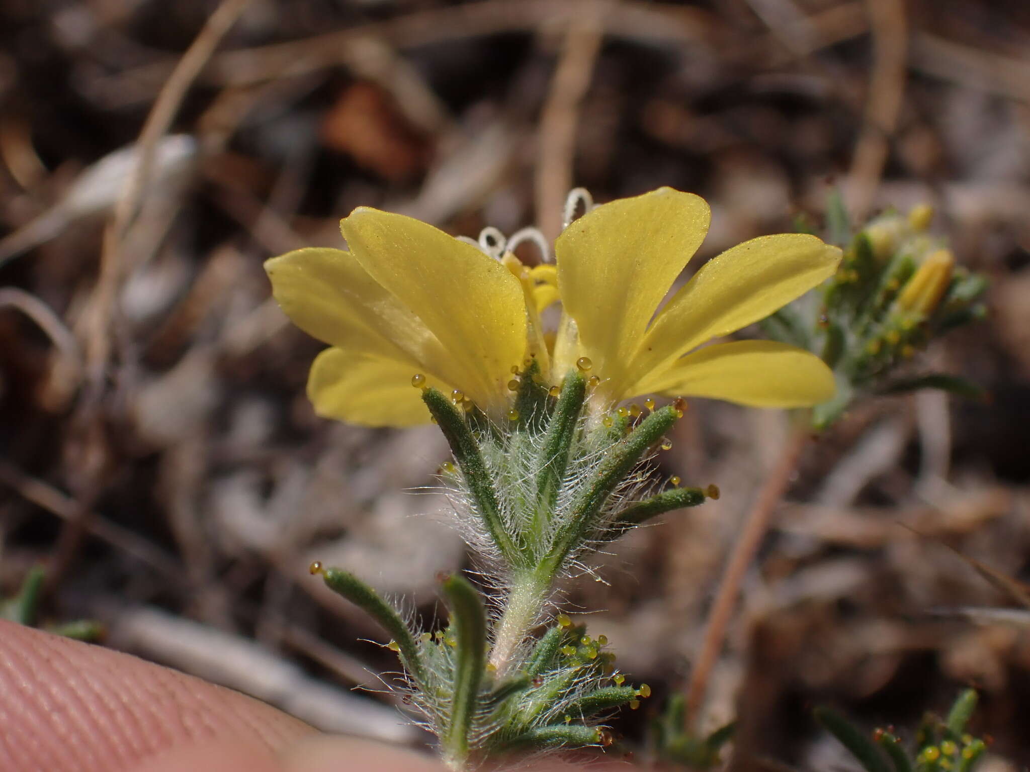 صورة Calycadenia fremontii A. Gray