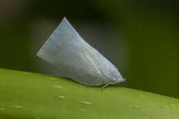 Image of Anaya luteimargo (Walker 1857)