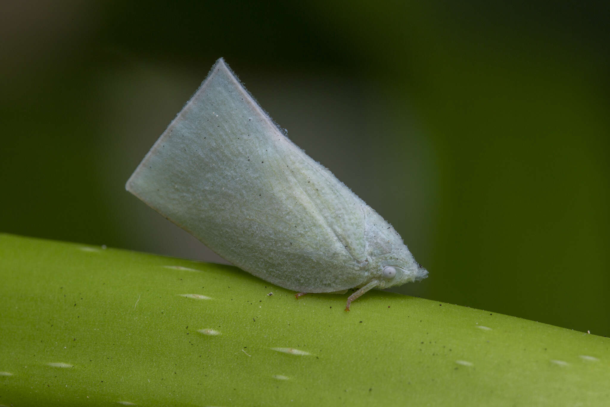 Image of Anaya luteimargo (Walker 1857)