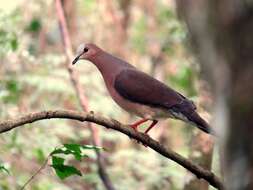 Image of Gray Fronted Dove