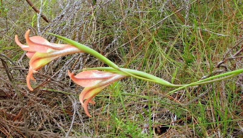 Gladiolus liliaceus Houtt. resmi