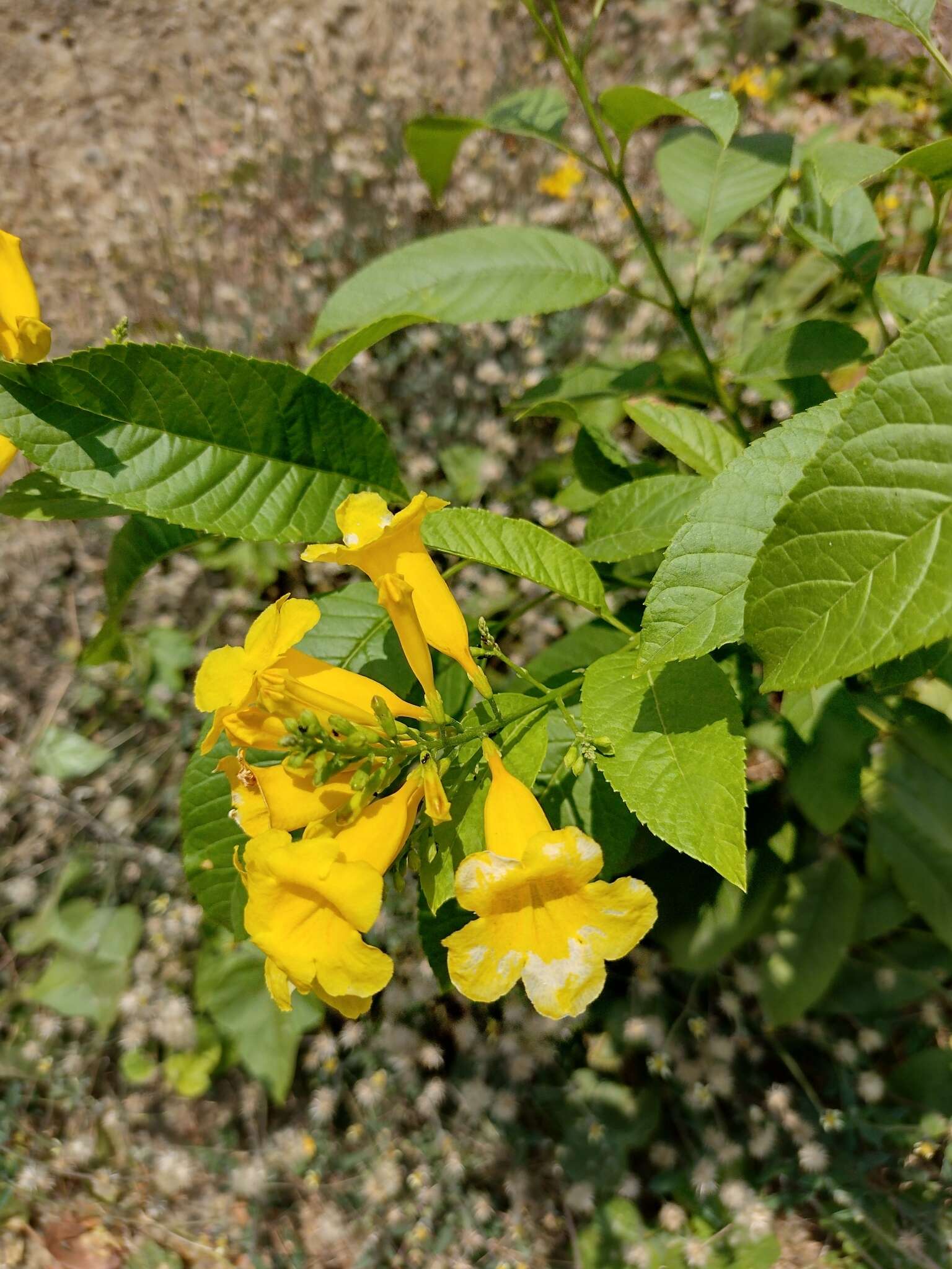 Image of chestnutleaf trumpetbush