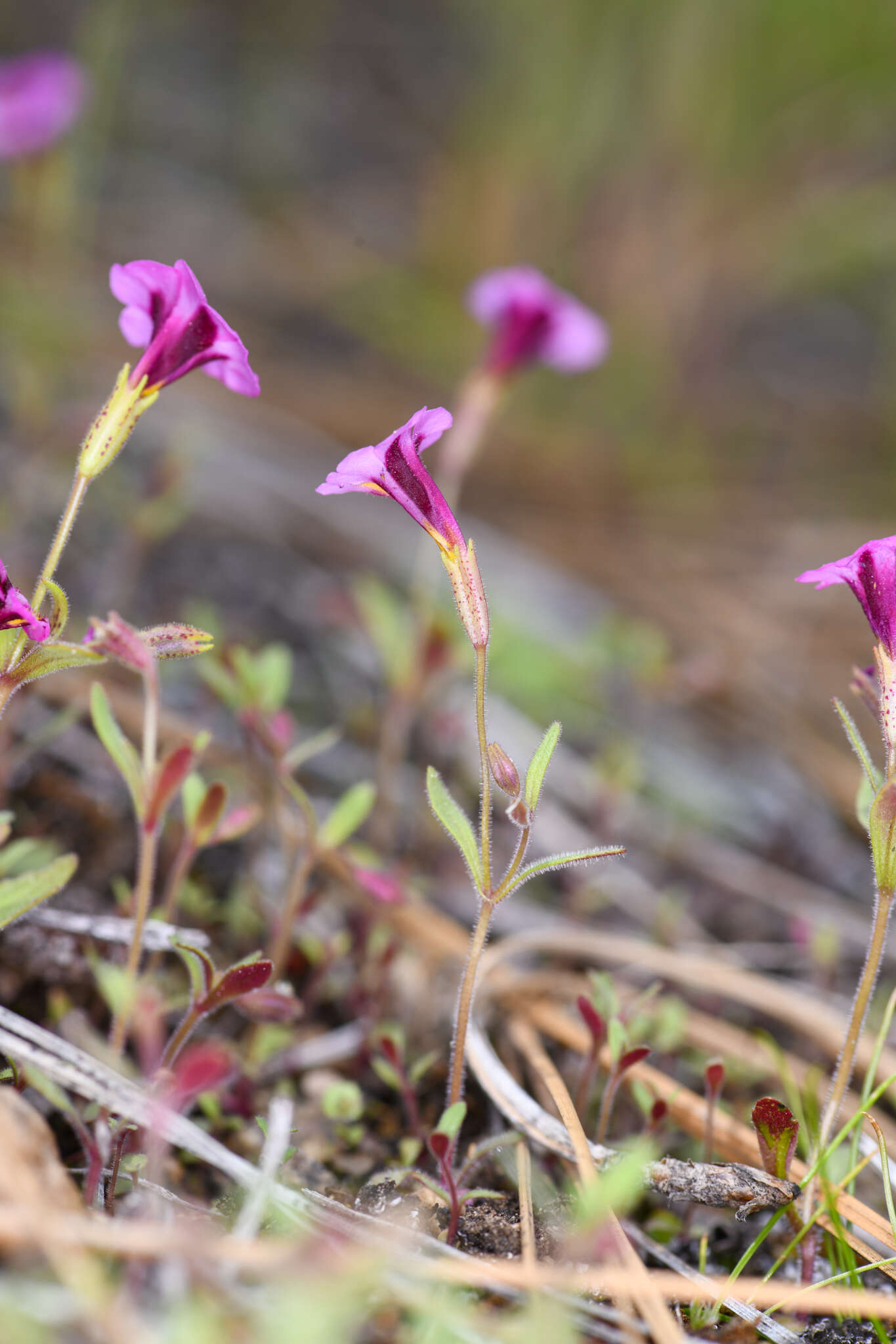 Image of Slender-Stem Monkey-Flower