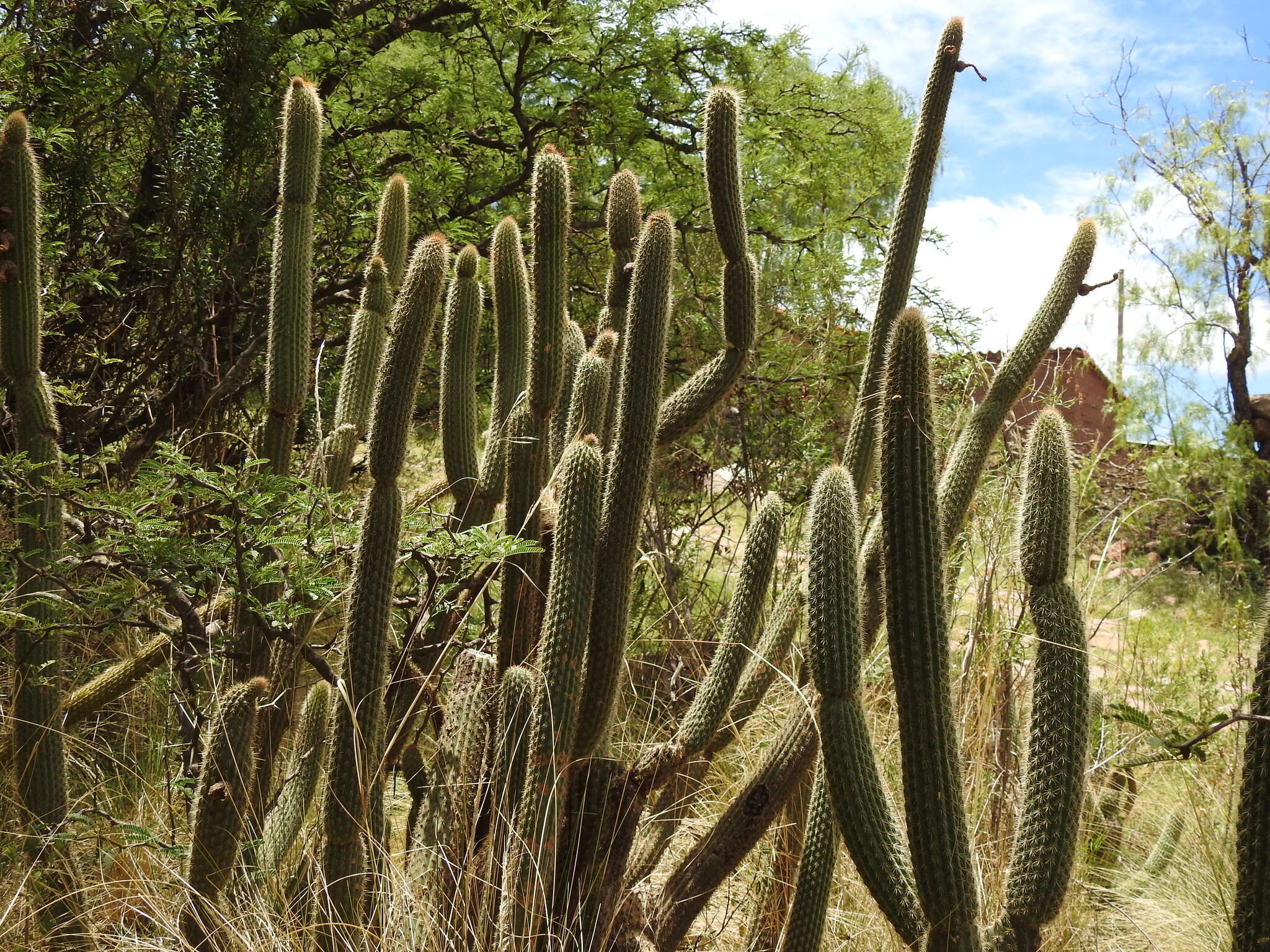 صورة Cleistocactus buchtienii Backeb.