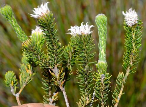 Image of Phylica marlothii Pillans