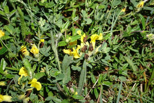 Слика од Cytisus hirsutus subsp. polytrichus (M. Bieb.) Hayek