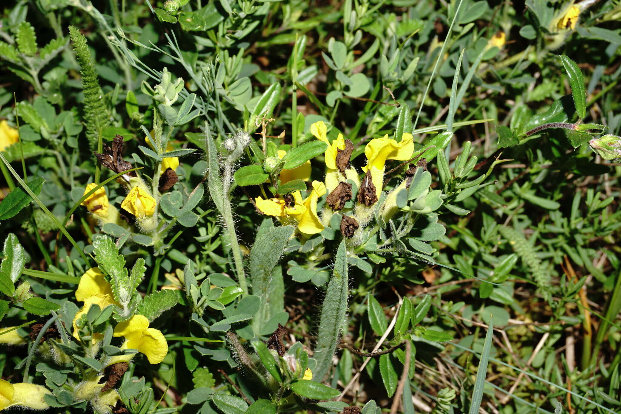 Слика од Cytisus hirsutus subsp. polytrichus (M. Bieb.) Hayek