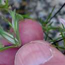 Image of Linanthus dichotomus subsp. pattersonii J. M. Porter