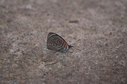 Image of Diaethria neglecta Salvin 1869