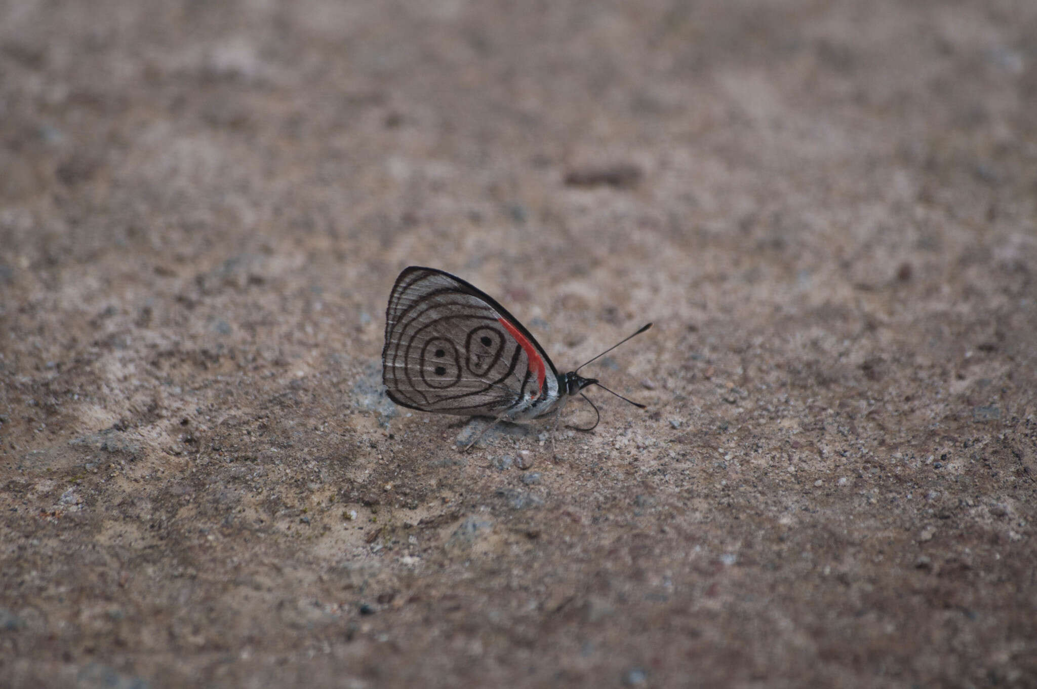 صورة Diaethria neglecta Salvin 1869