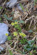 Image of Saxifraga seguieri Sprengel