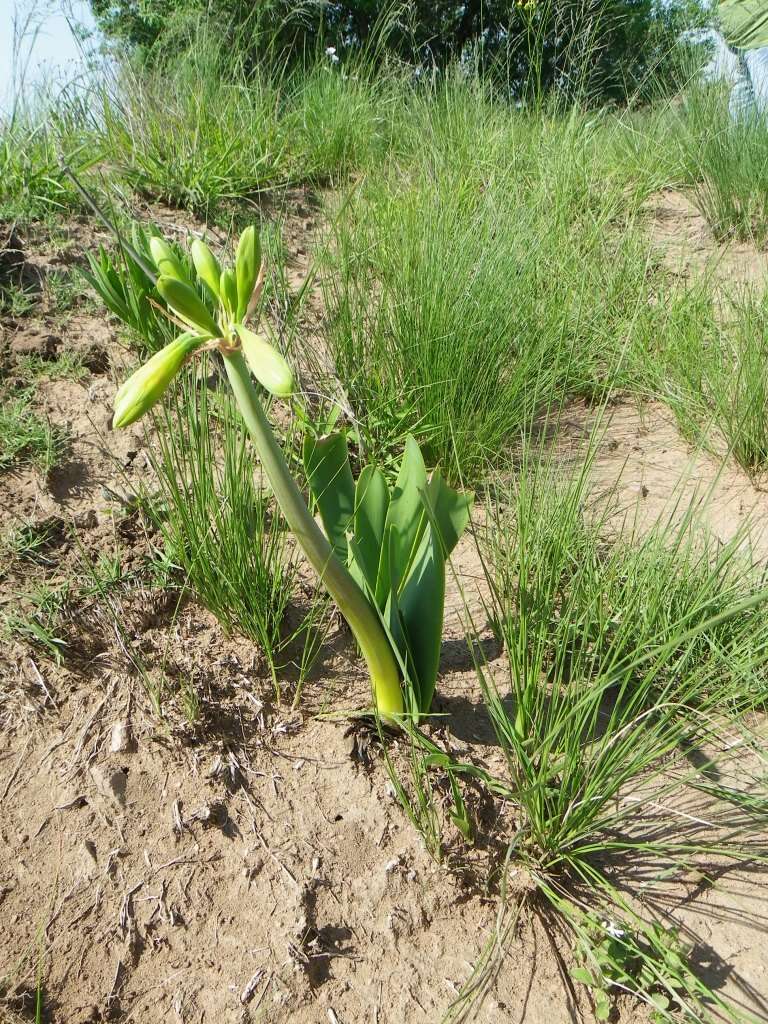 Image of Cyrtanthus obliquus (L. fil.) Aiton