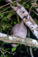 Image of Solitary Tinamou