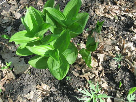 Imagem de Veratrum lobelianum Bernh.