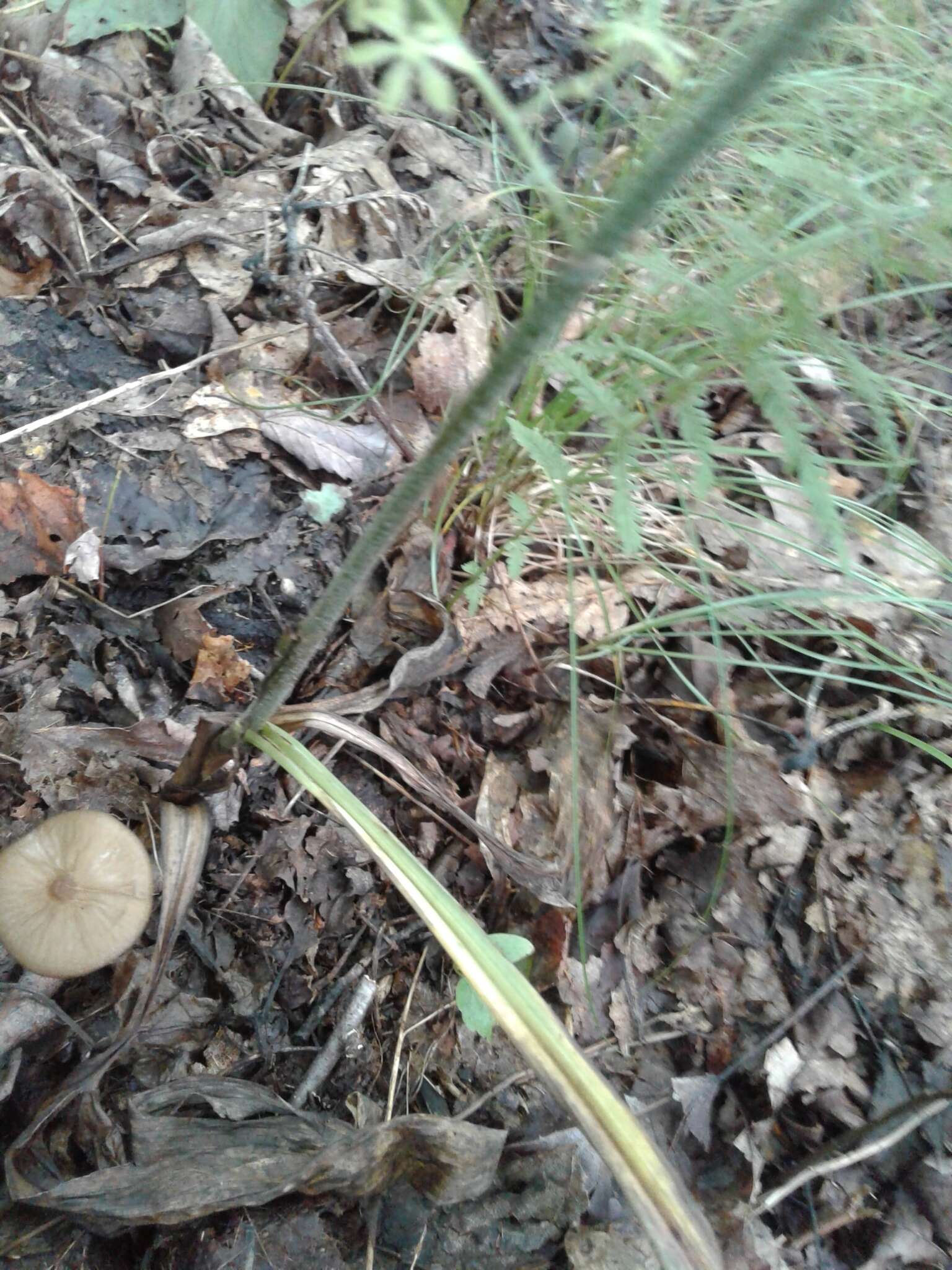 Image of Appalachian bunchflower