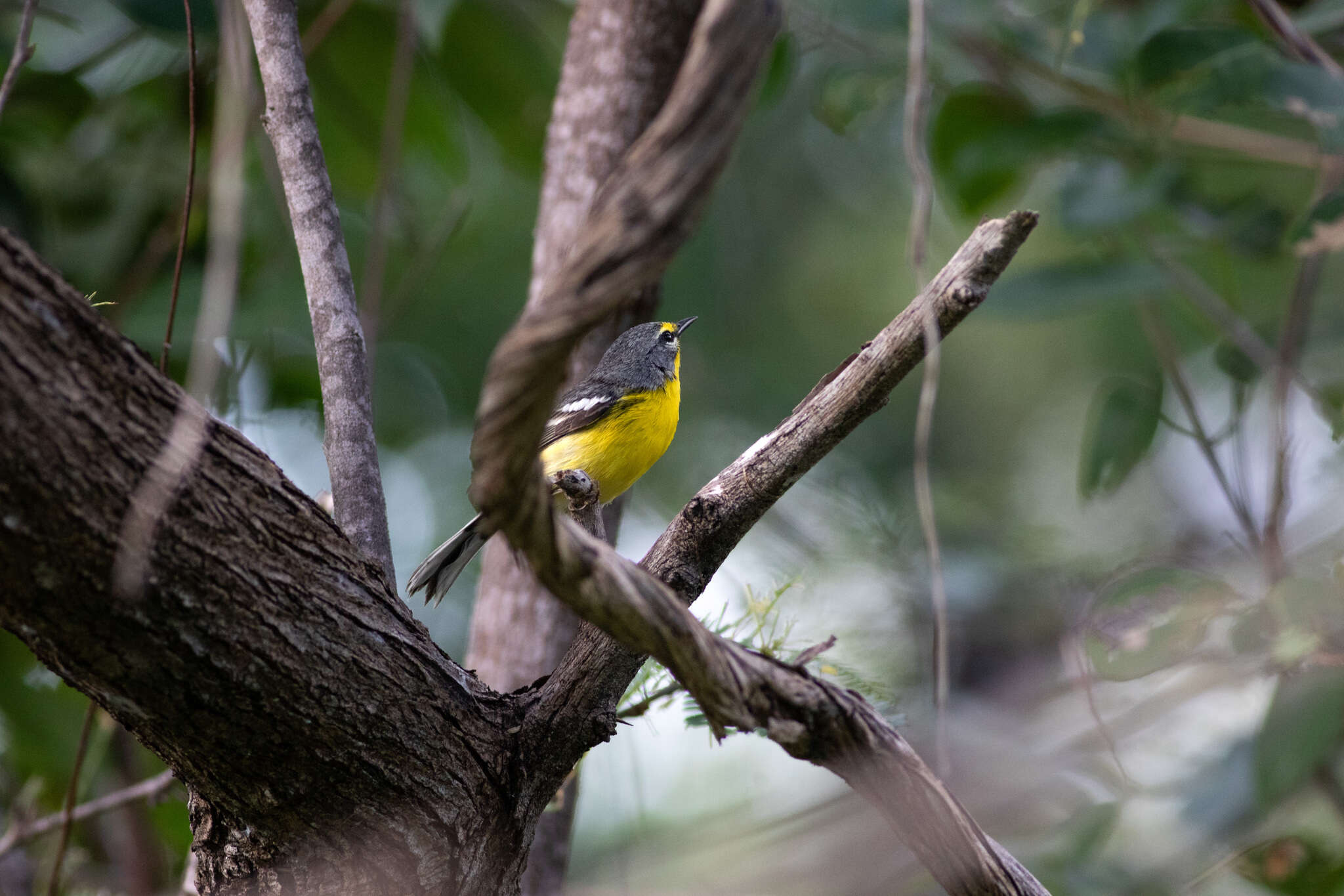 Imagem de Setophaga adelaidae (Baird & SF 1865)