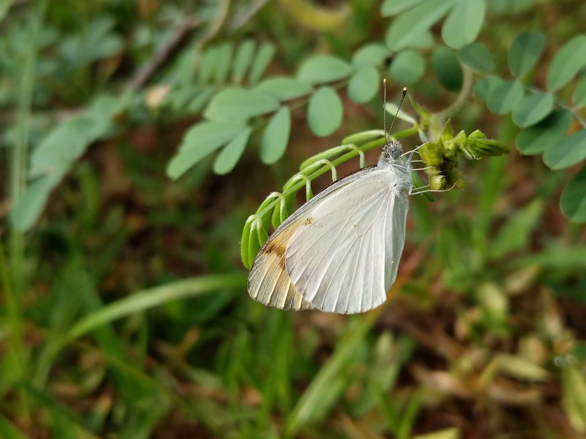 Sivun Colotis aurora (Cramer (1780)) kuva