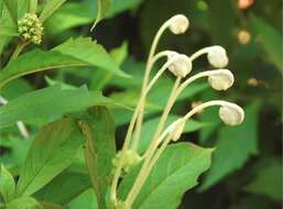 Слика од Rotheca microphylla (Blume) Callm. & Phillipson