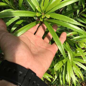 Podocarpus nakaii Hayata resmi