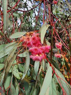 Image de Eucalyptus sideroxylon subsp. sideroxylon