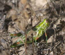 Image of Hesperotettix viridis viridis (Thomas & C. 1872)