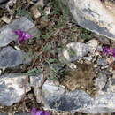 Image of Oxytropis pauciflora Bunge