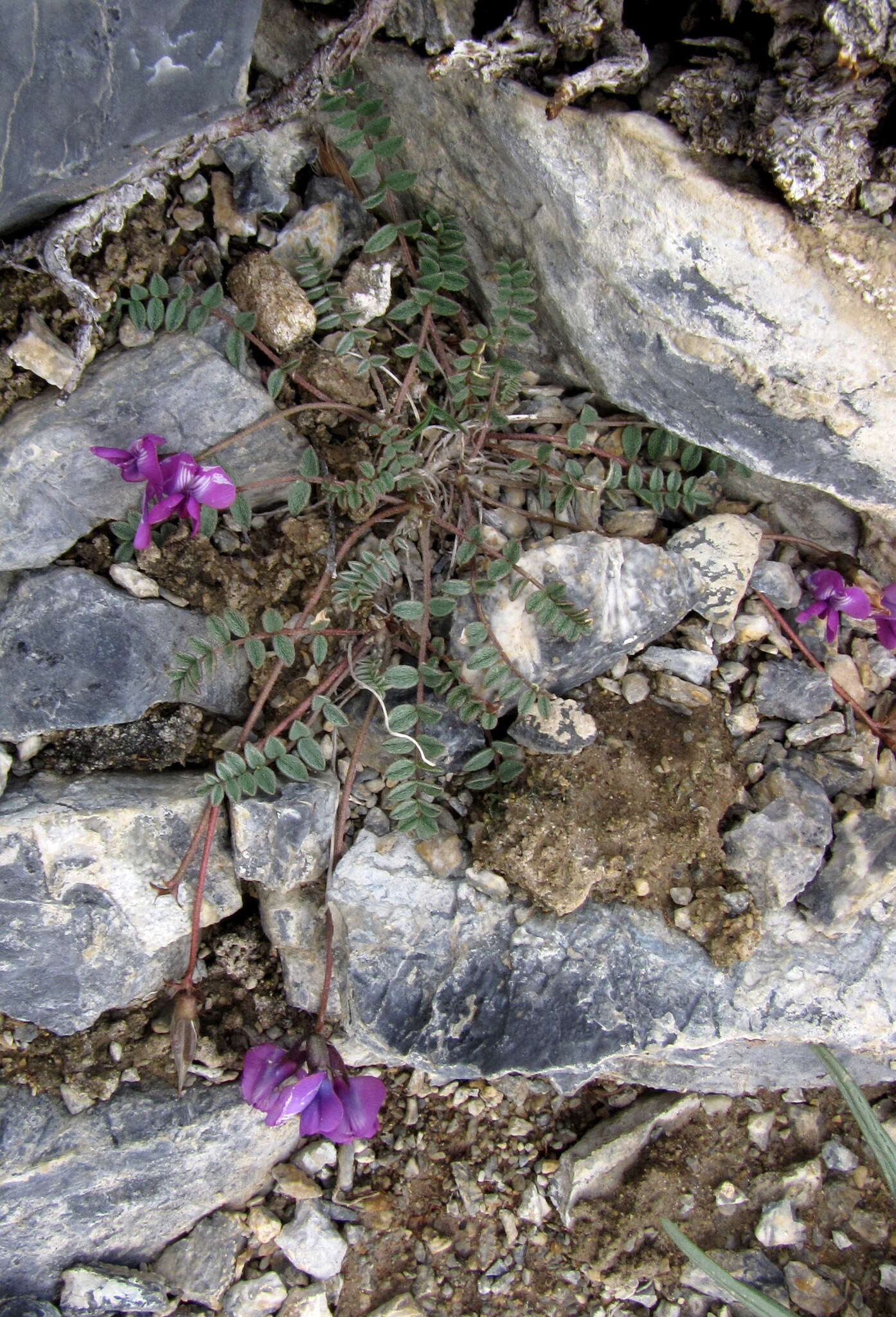 Image of Oxytropis pauciflora Bunge