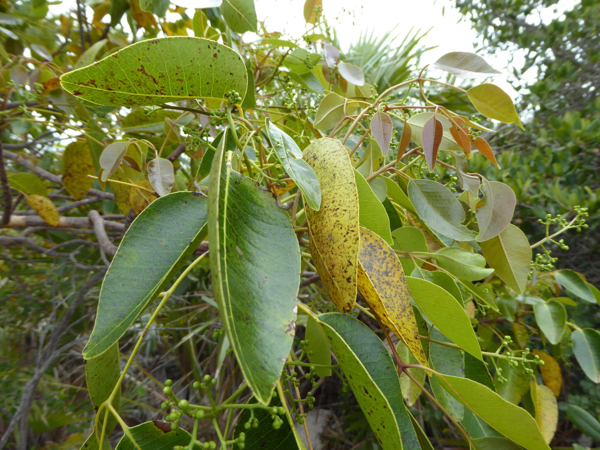 Image of Florida poisontree