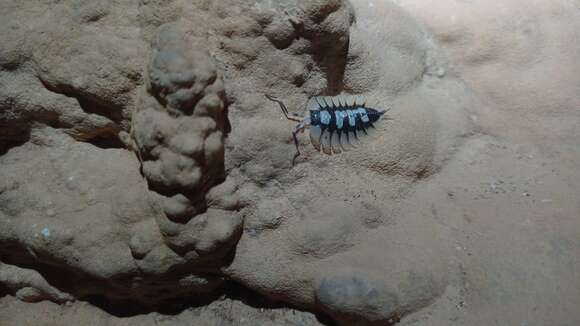 Porcellio expansus Dollfus 1892 resmi