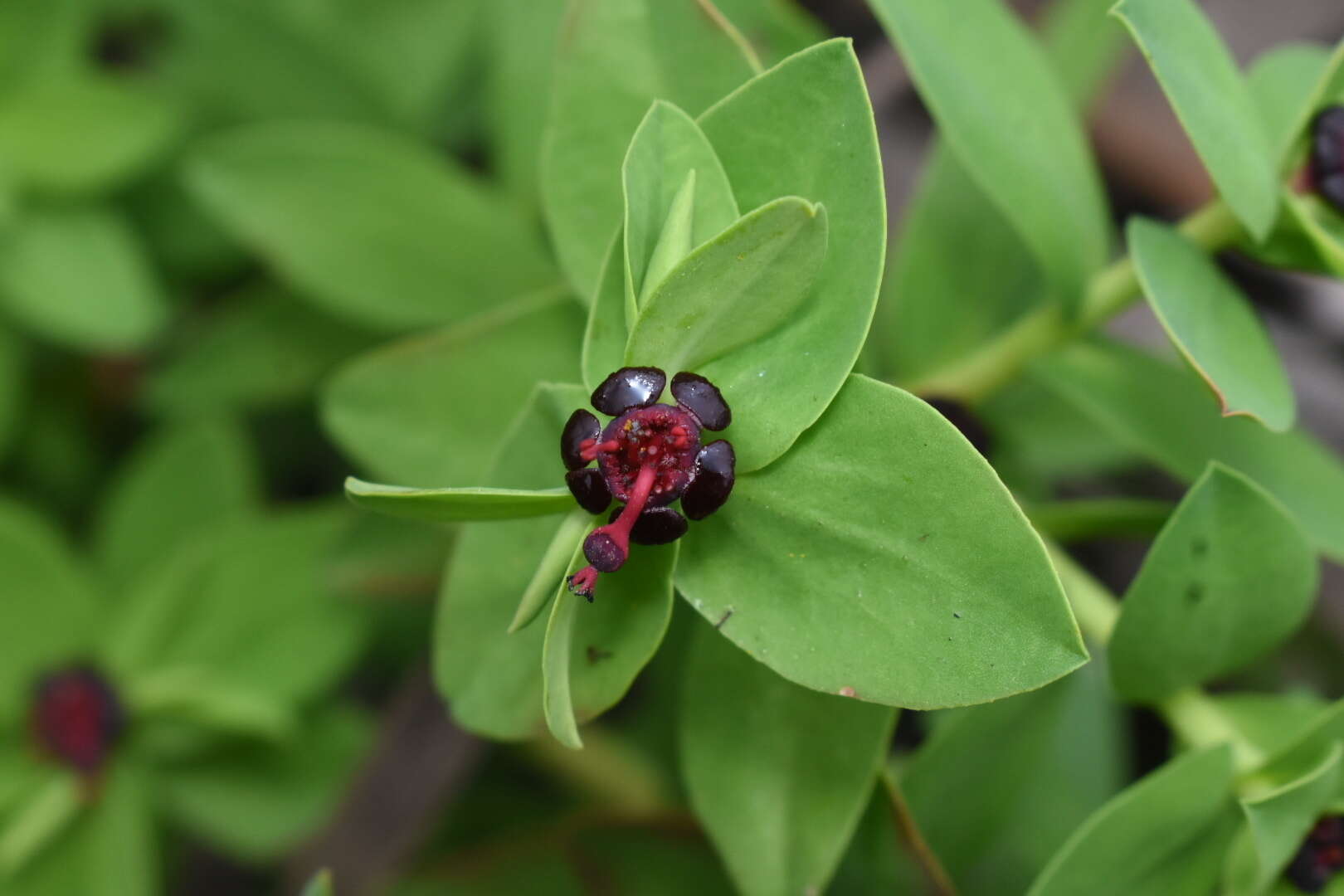 Image of Euphorbia portulacoides L.