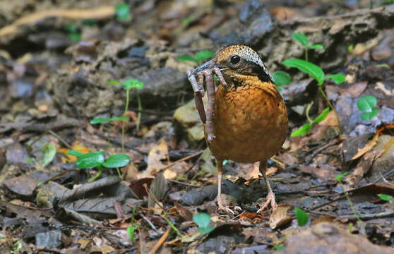 Image of Eared Pitta