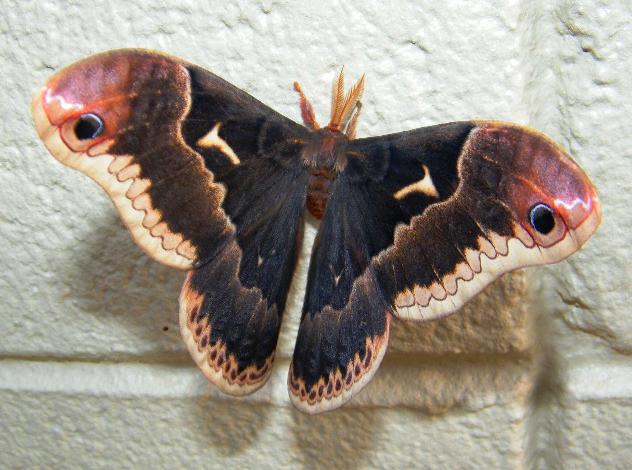 Image of Tulip-tree Silkmoth