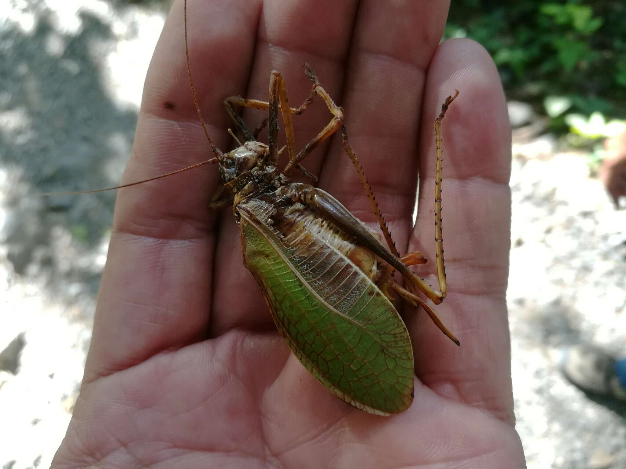 Imagem de Pterophylla (Pterophylla) beltrani Bolívar, I. & C. Bolívar 1942