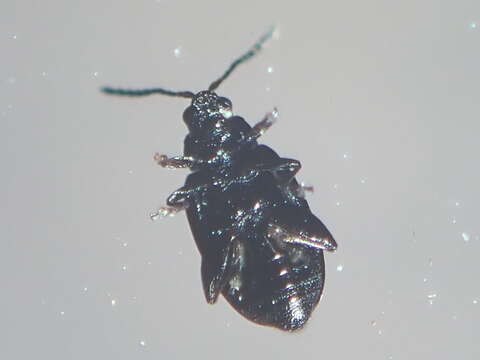 Image of Striped flea beetle