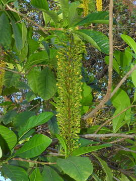 Image of Lophanthera lactescens Ducke