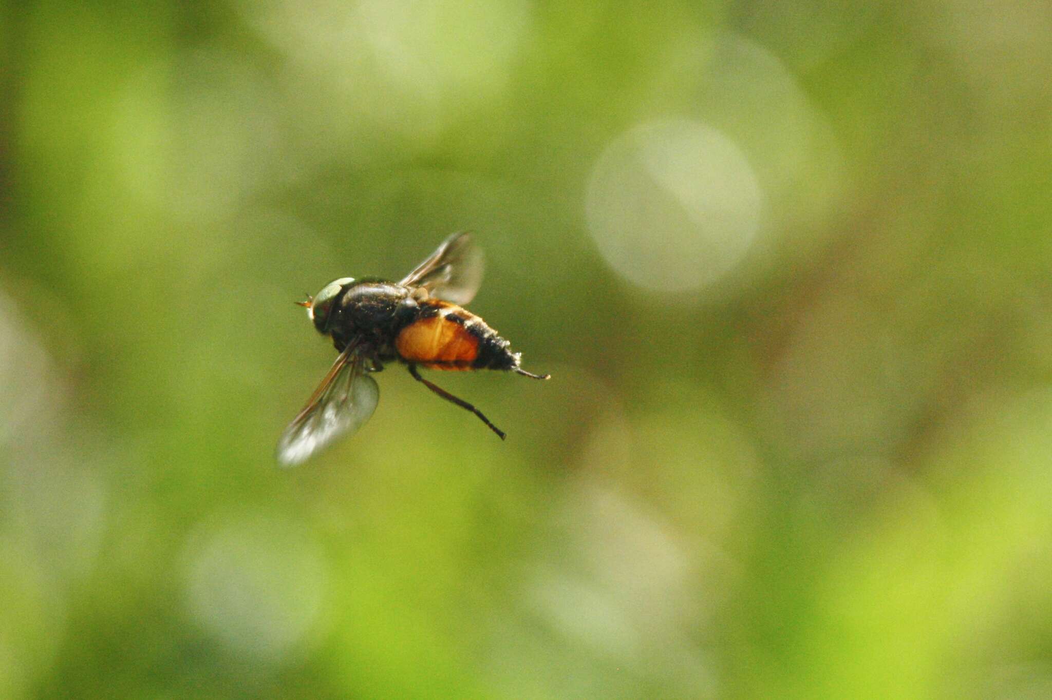 صورة Hybomitra distinguenda (Verrall 1909)