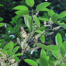 Image of Elaeocarpus polystachyus Wall.