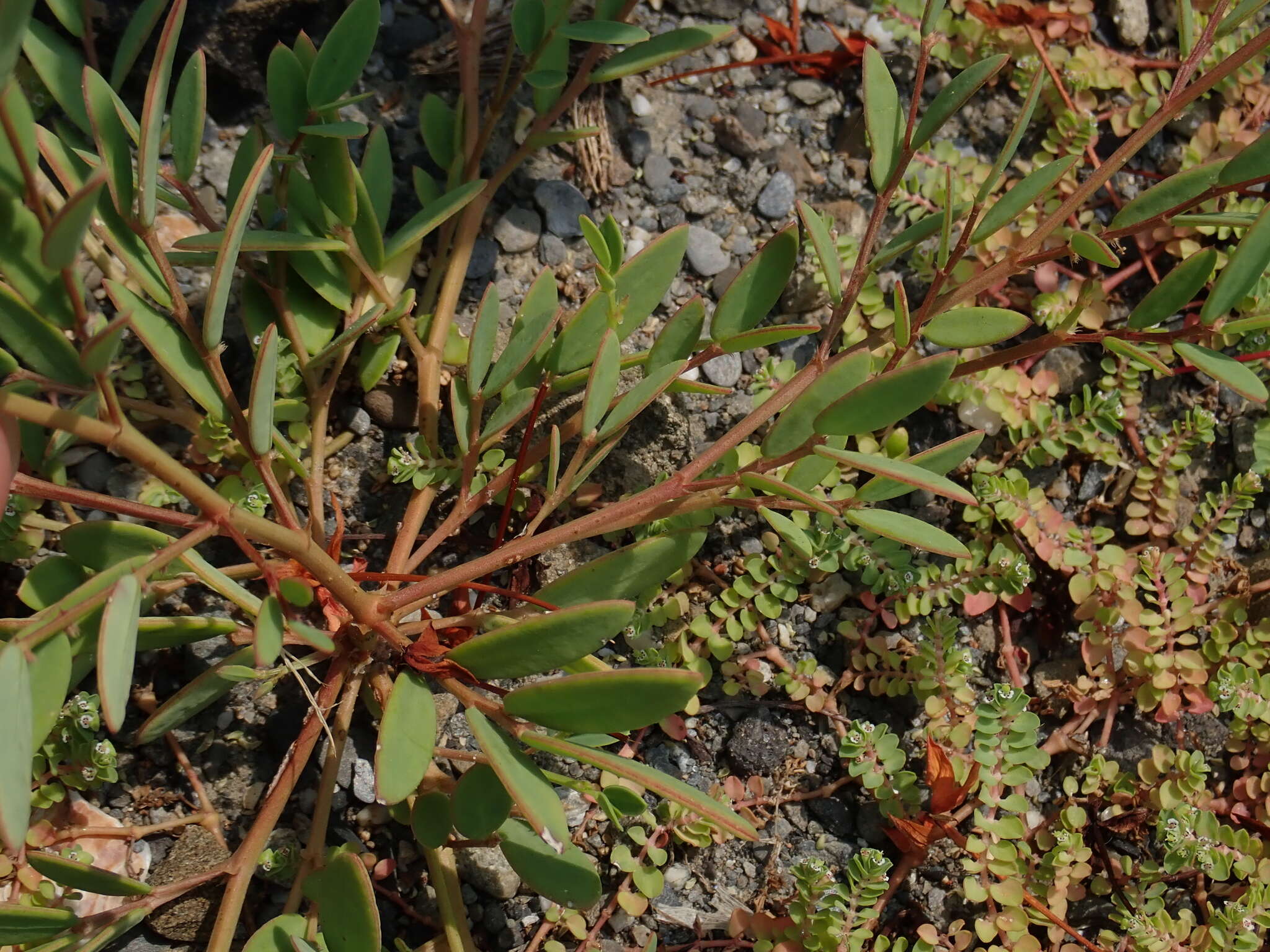 Image of Synostemon bacciformis (L.) G. L. Webster