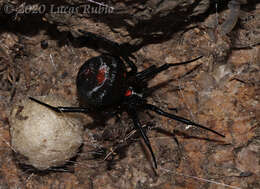 Plancia ëd Latrodectus mirabilis (Holmberg 1876)