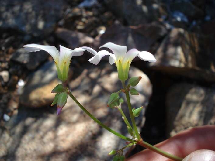 Plancia ëd Oxalis rubricallosa Oberl., Dreyer & Roets