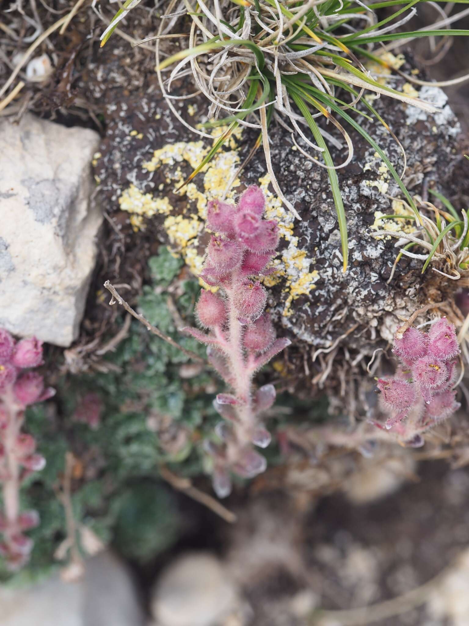 Sivun Saxifraga porophylla Bertol. kuva