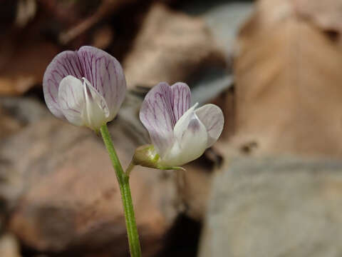 Image of blister vetch